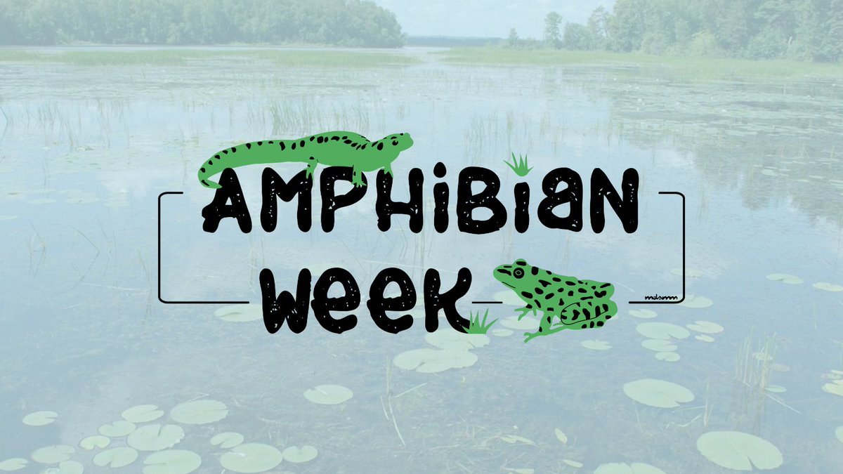 It's #AmphibianWeek! Here at NOAA Fisheries, we may focus on reptiles like sea turtles, but we protect many rich habitats, like estuaries, that amphibians call home. Join us in celebrating and learning about amphibians with our partners, like @USFWS, this week! 🐸