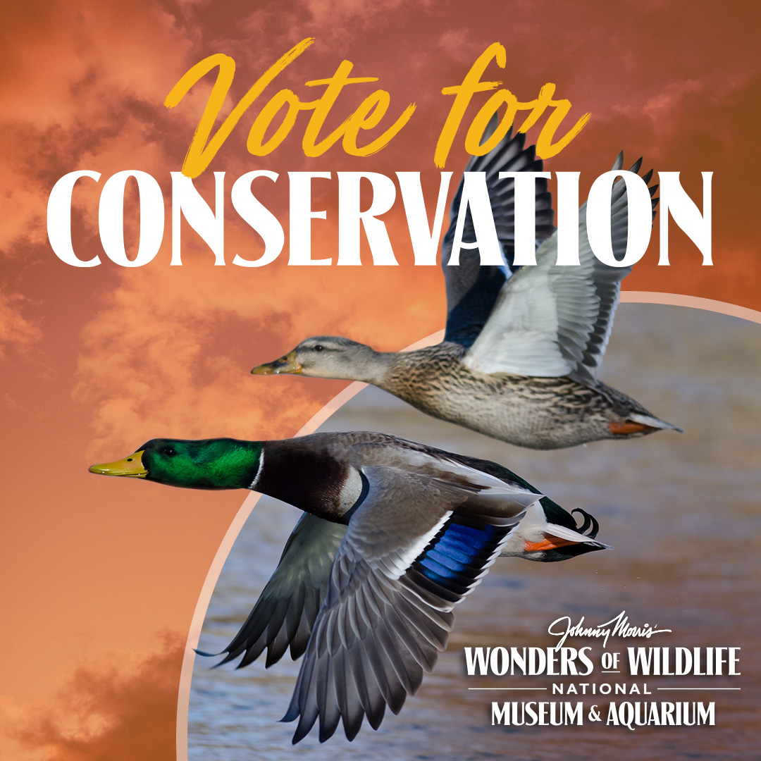 In a world increasingly disconnected from the great outdoors, it’s more important than ever for people of all ages to connect with nature. Help further this mission by voting @WOWaquarium as America’s Best Aquarium, daily through May 13: wondersofwildlife.org/vote