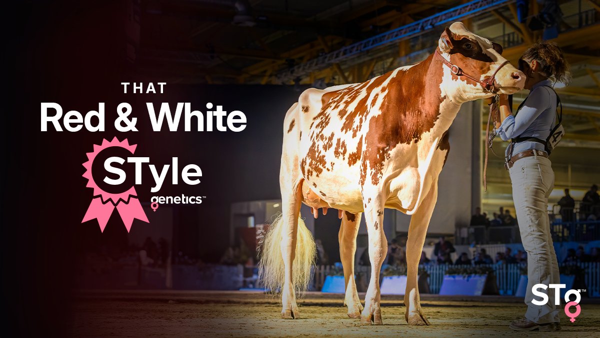 How do you stand out?! With #STgenetics Red & White STyle™ of course! With a full lineup of balanced, deep pedigreed and impressive high #STyle™ Red & White and *RC sires, there is always a strong choice available for your next breeding decision! All available in #Ultraplus™.