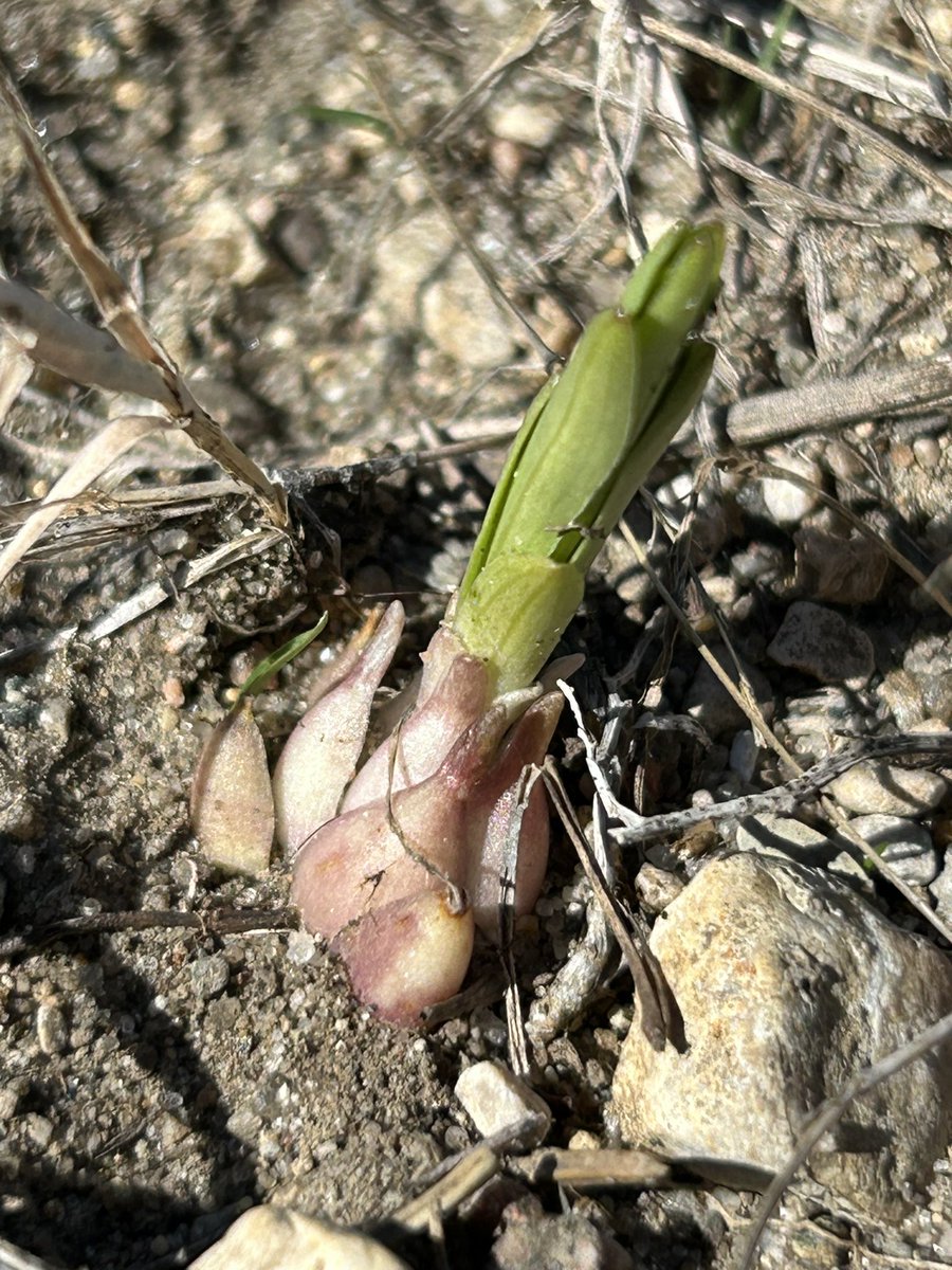 I have a habit of getting too excited about new plants that I’ve started and planting them out in my prairie only to watch them seemingly die. Often times, I think they actually die too. But apparently a year or two ago, I planted a wood lily and against all hope, here it is!