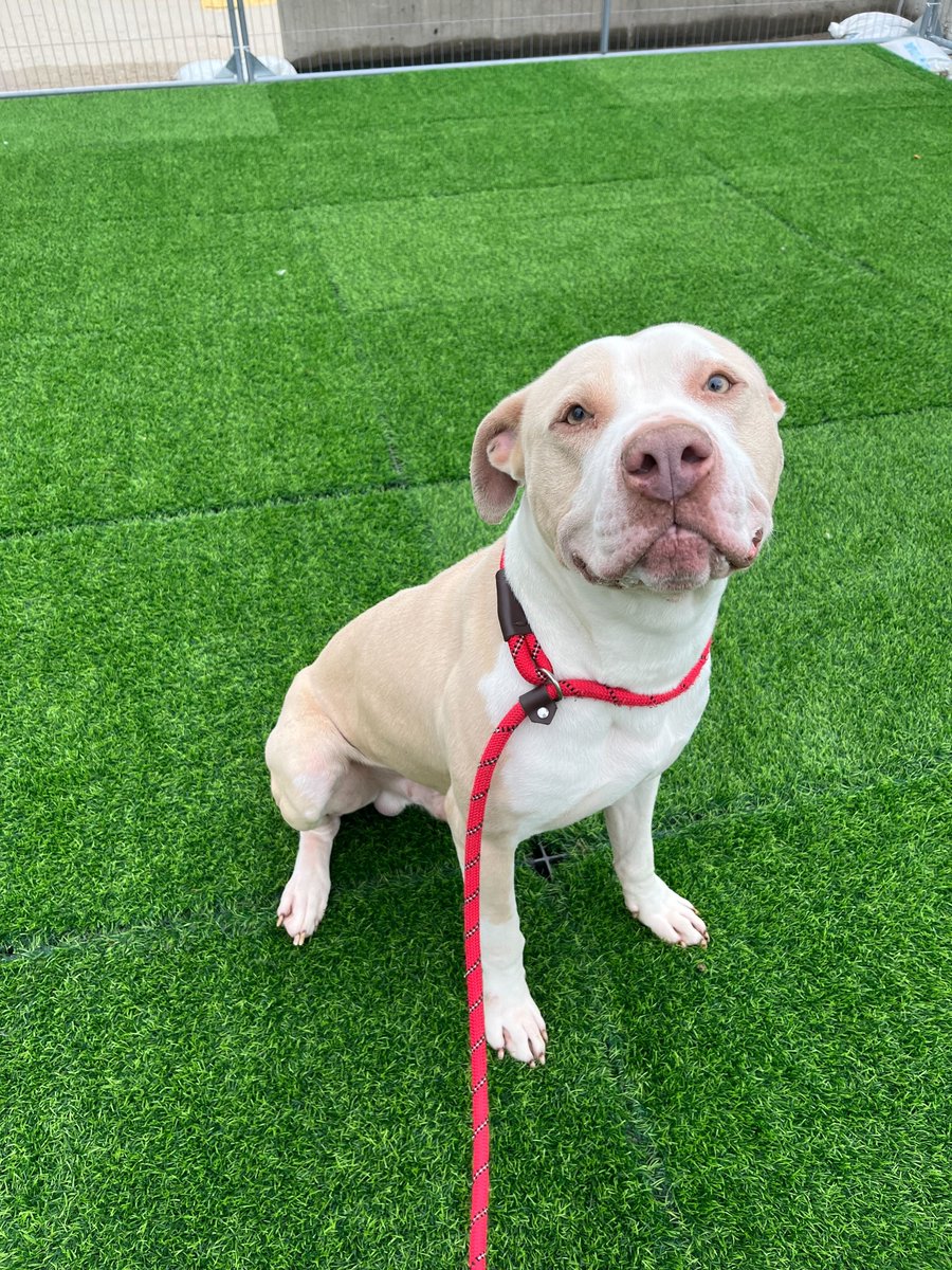 Meet Blue, a charming 4-year-old canine companion eagerly awaiting his forever home! Blue can be shy at first, but he quickly warms up to once he finds out about all the delicious treats you have to offer him! Learn more: bit.ly/3whjCsR 🐾