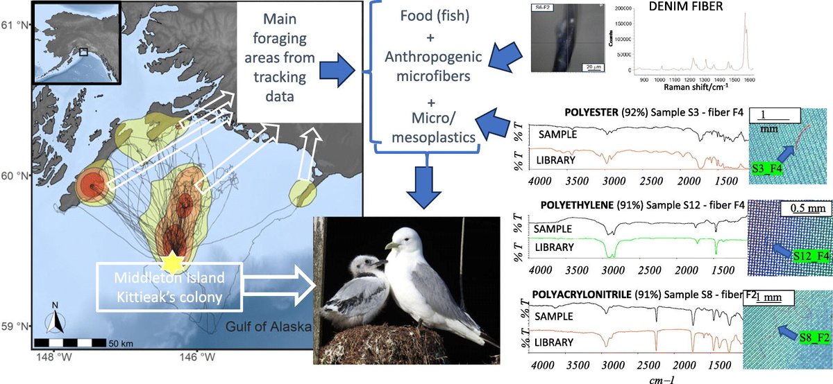 Junk food: GPS tracking reveals that kittiwakes ingest indigo-dyed plastic fibers in the Gulf of Alaska & feed them to their young. New paper out #OpenAccess below, led by Paolo Tremolada & Univ Milan. sciencedirect.com/science/articl…