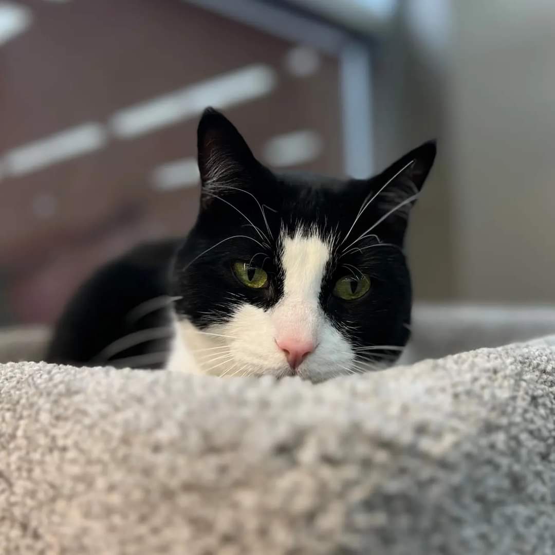 Introducing new recruit Sierra! This sweet gal is our in store supurrvisor at Pet Valu St. Albert! 

Sierra is a 2 year old sweetheart with a playful purrsonality! She's on the hunt for her forever family! 

#safeteamrescue #adoptdontshop #petvalukitty #petvaluyeg #yeg #yegcats