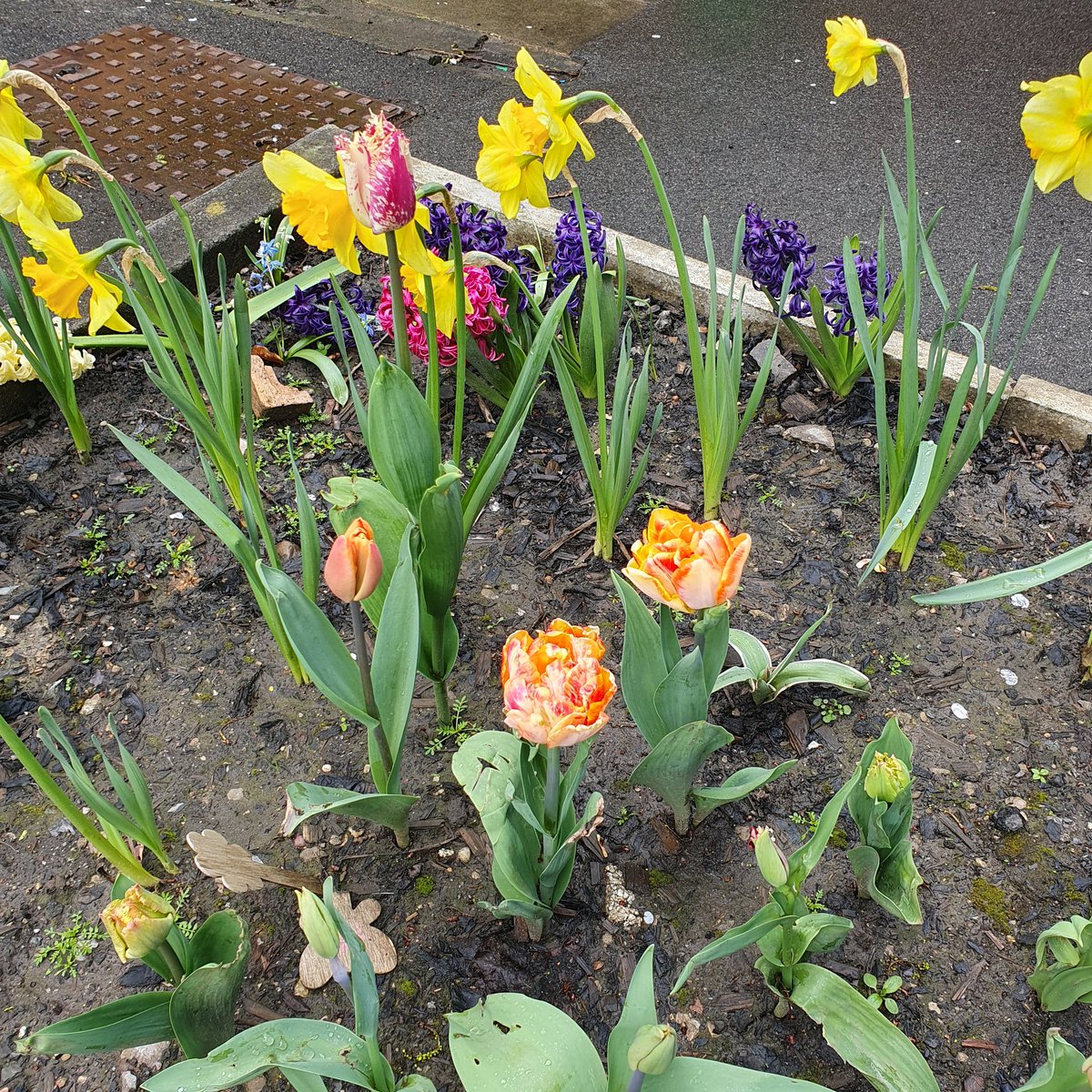 Children planted bulbs donated by <a href="/Bulbs4Kids/">Bulbs4Kids_NL</a> Look at some of these that have flowered over spring.<a href="/EcoSchools/">Eco-Schools England</a>
