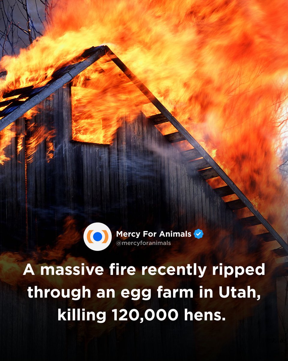Another day, another horrific barn fire. 💔😢 Sadly, barn fires like this are not uncommon at factory farms. Chickens deserve so much more than a miserable life in an egg farm. Click the link for five of the top reasons to stop eating chickens. mercyforanimals.org/blog/reasons-s…
