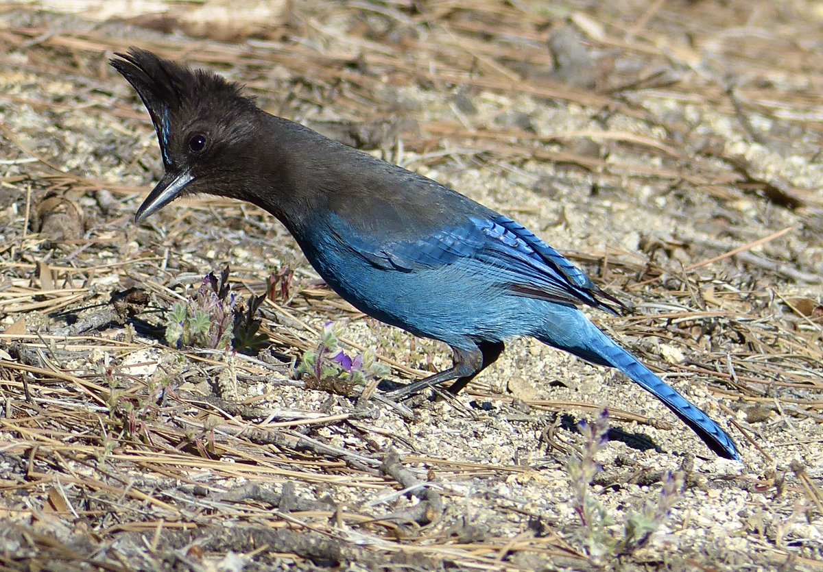 Timeline cleanse. Curious Steller’s Jay. Local mountains here in San Diego county.