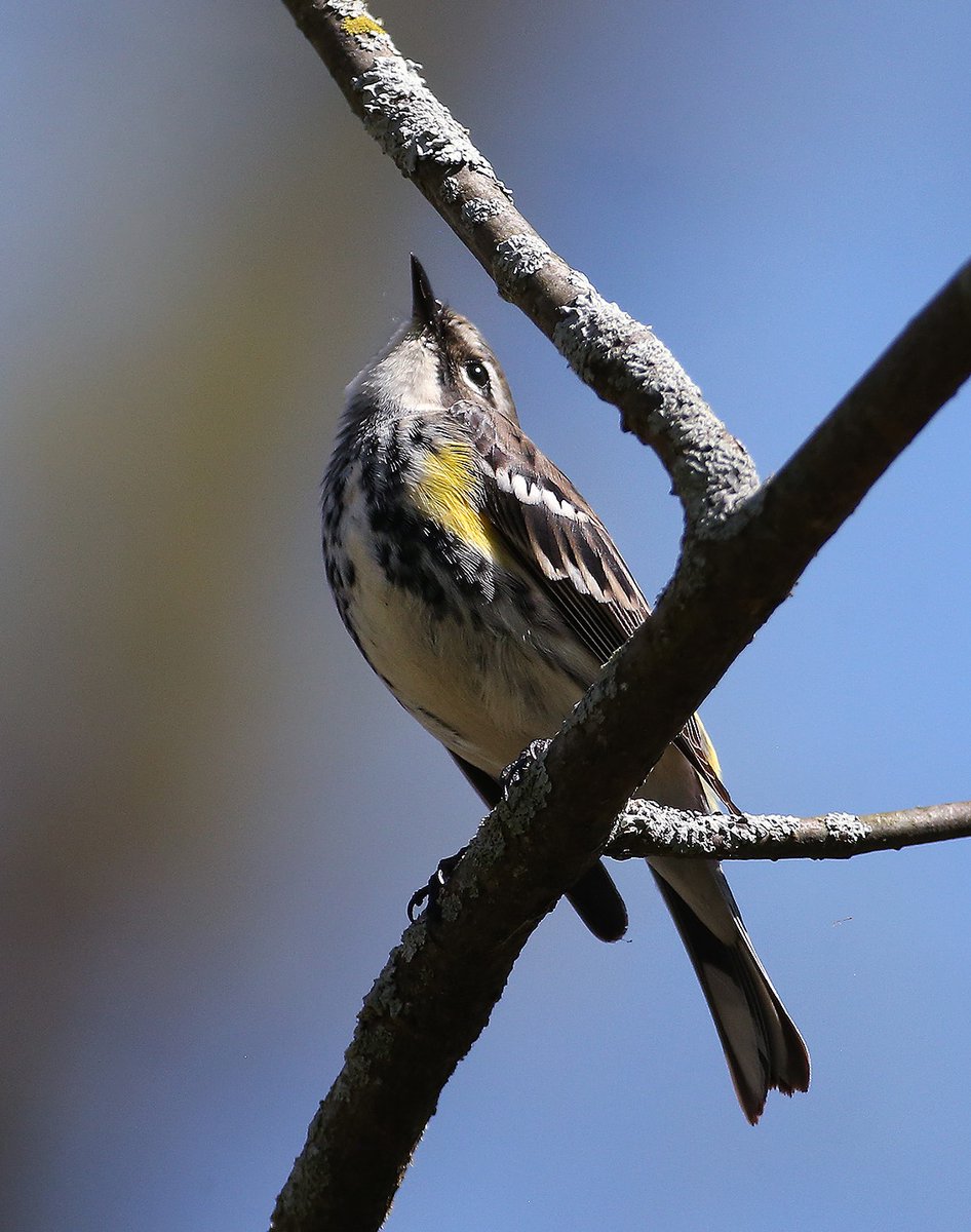 Warbler Wednesday. Enjoy the Spring migration at your local park. @DandC