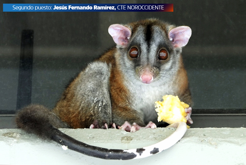 carlosmcaros's tweet image. Les quiero contar que @intercolombia es desde este año publicador de datos abiertos de biodiversidad, en el marco de una alianza del sector empresarial que suscribieron @ANDI_Colombia y @sibcolombia . 🧵