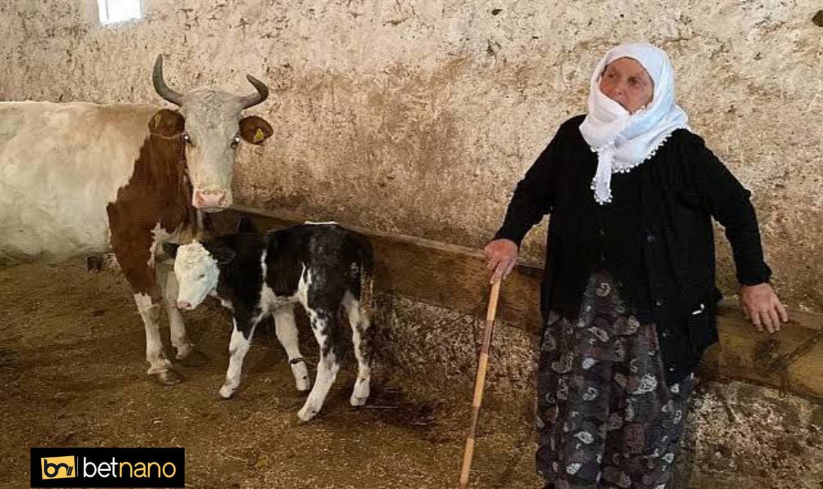 Kars'ta hayvancılık yapan 71 yaşındaki Sarıgül Kaçan, yeni doğan buzağısını satıp, parasını Filistin'e göndereceğini söyledi. Allah razı olsun elleri öpülesi teyzemden. #getoutofrafah