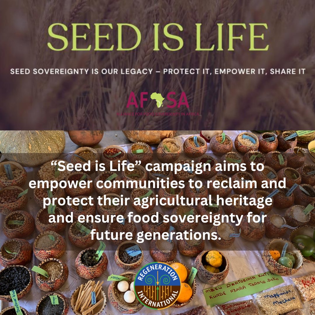 Learn more about @Afsafrica's Seed Is Life campaign: regenerationinternational.org/2024/04/30/afs… #seedsovereignty #foodsovereignty