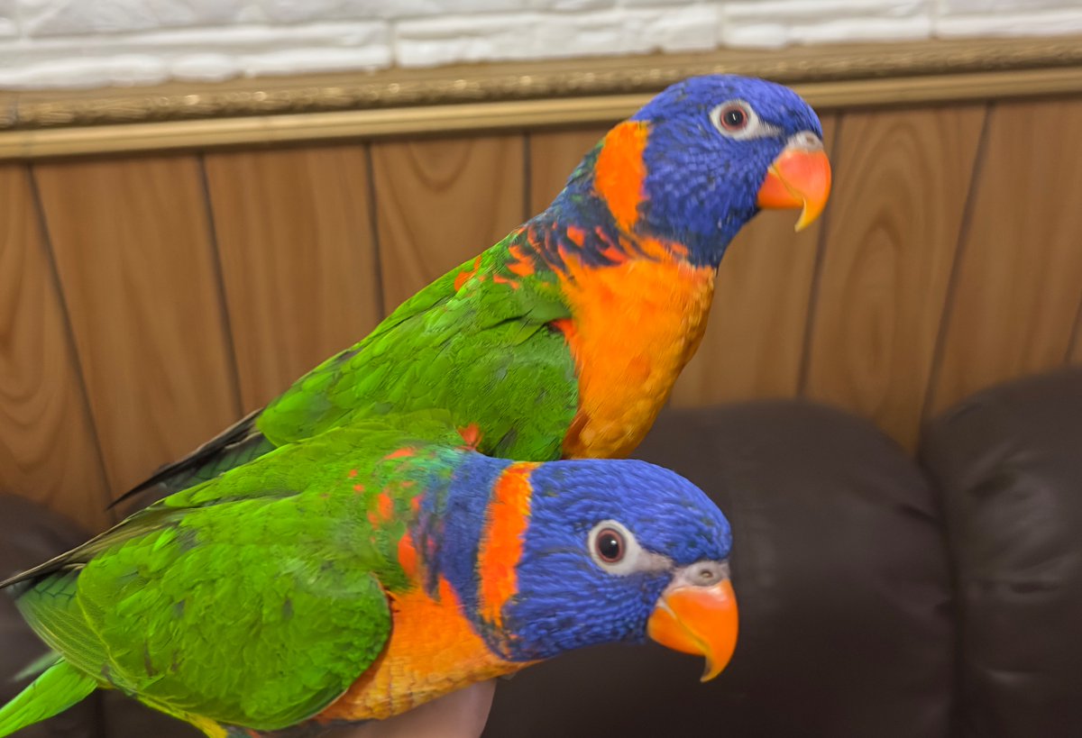 In case if anyone misses me I'm fine and dandy lol..Here's some cookies I made and I filled them with chocolate yesterday. Also if you needed something cute to see here's my baby birds Buddy and Rex 😊