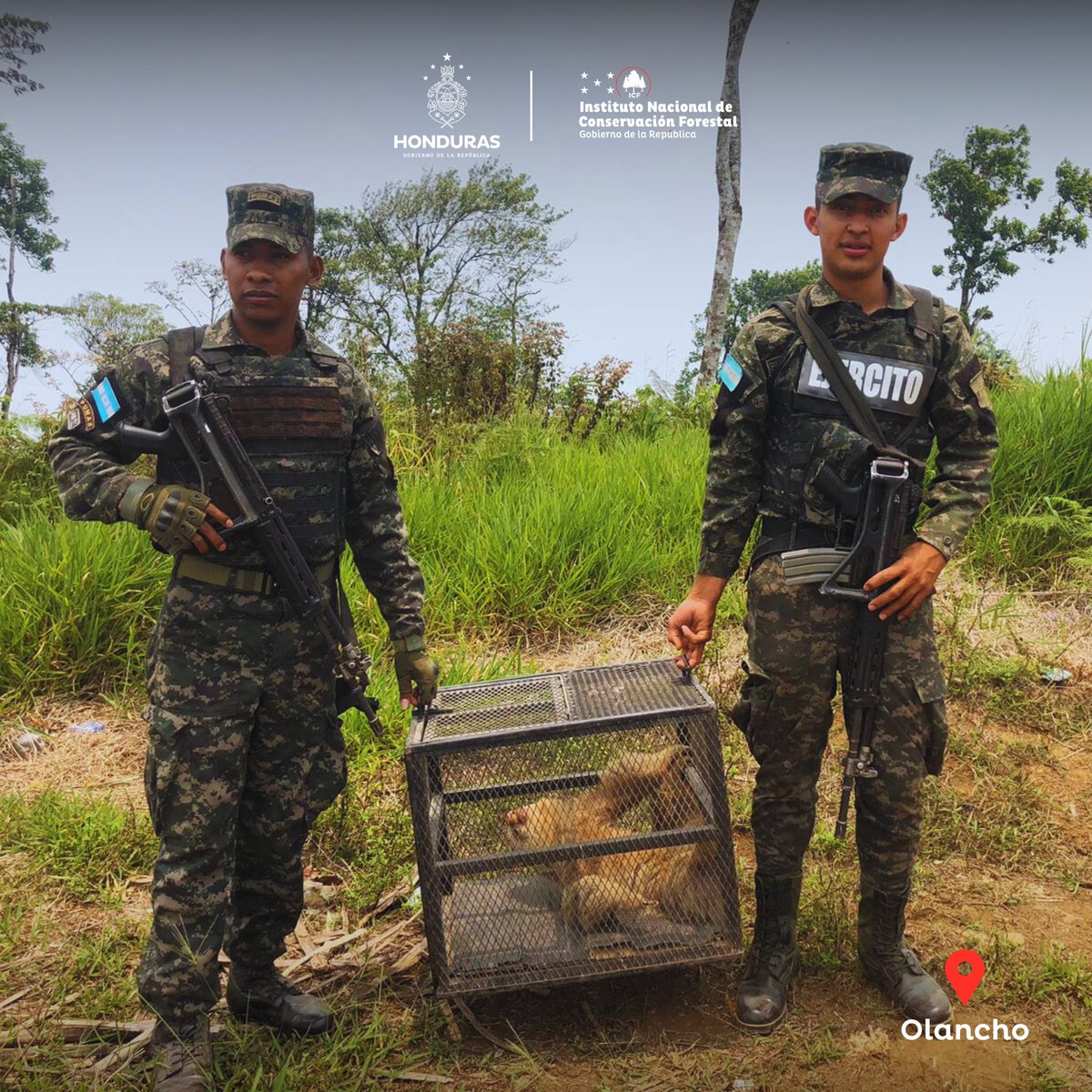 ¡Rescatando vida silvestre en📍Olancho! 🌳✨ En la comunidad 📍El Mogote, un oso perezoso de dos dedos🦥 necesitaba ayuda. 🔴 El ICF junto @BomberosHn , @sernaHN y soldados de la 115 brigada para realizar su rescate y reubicarlo en su hábitat natural, un bosque latifoliado a…