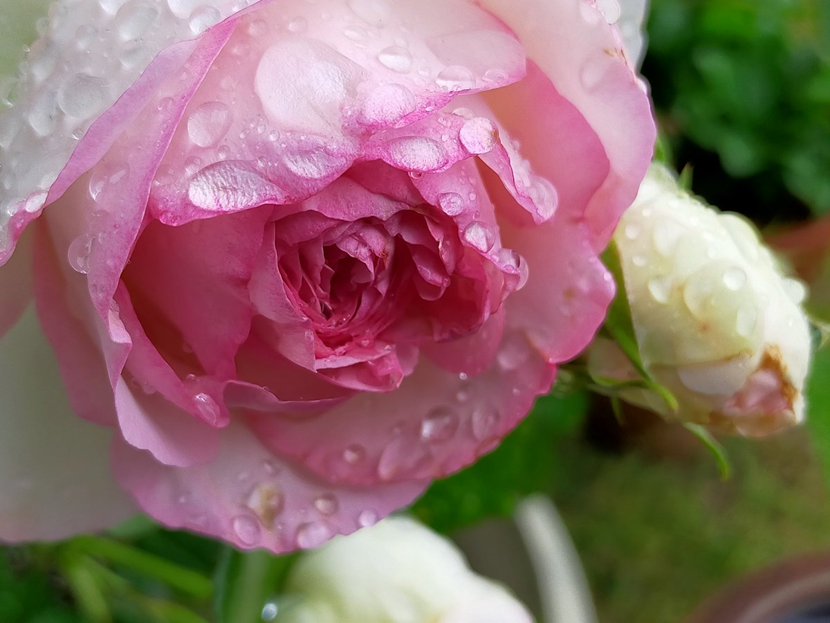 おはニャ✨

雨粒残る冷たい朝ニャ。
雨降る中でも庭のバラは開花し、ほんのりと甘く香ってるニャ(*^^*)

みなさん、今日も穏やかに素敵な１日になりますように♡

#旅猫Garden