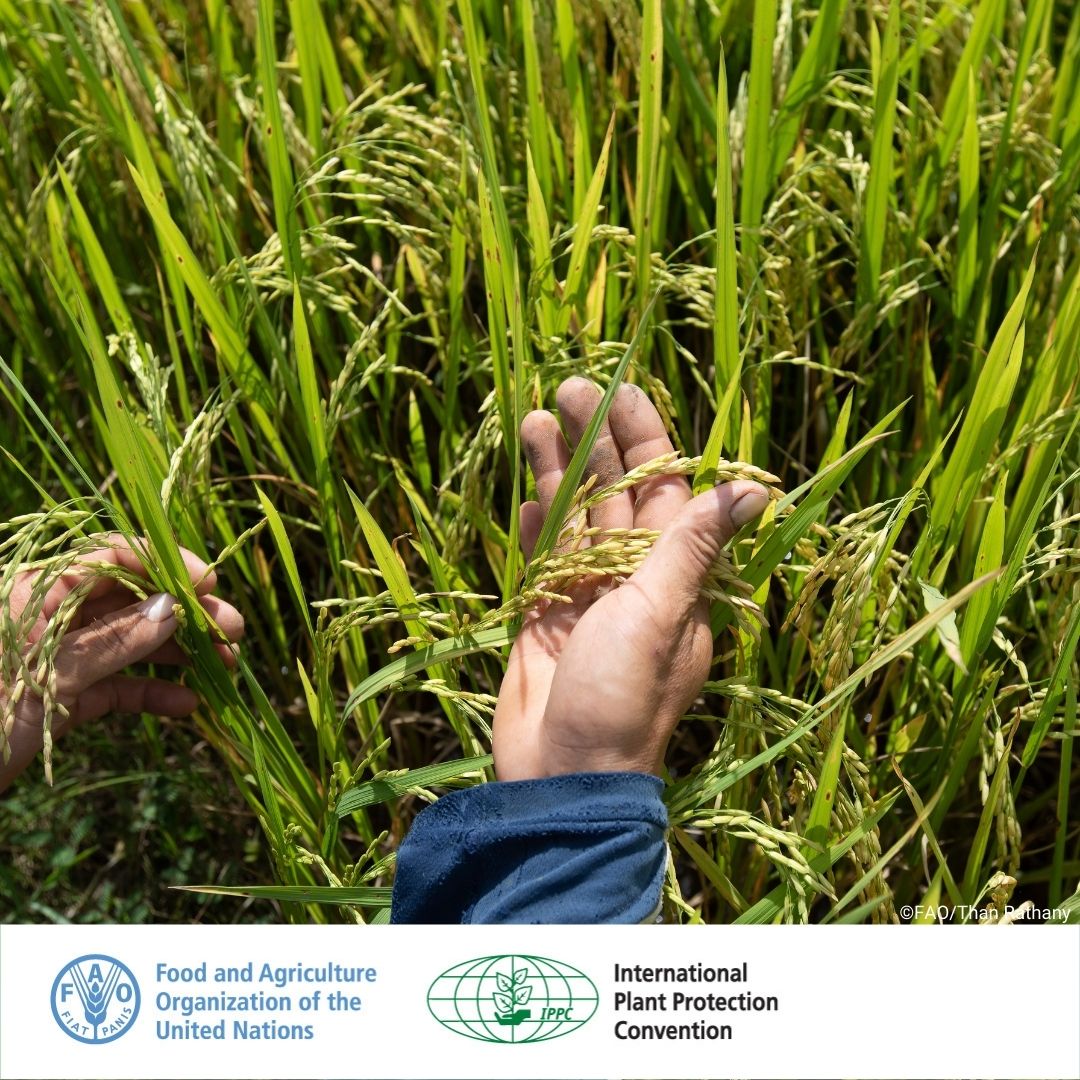 As we approach International #PlantHealth Day, themed: Plant health, safe  trade and digital technology, read about how Madagascar has transformed  cross-border trade in plant products using electronic phytosanitary  certificates- ePhytos. Supported by @