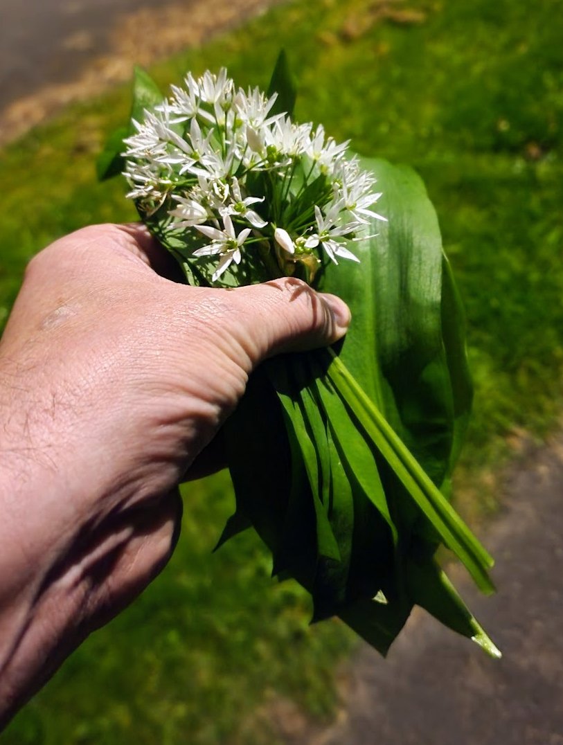 Help - Can I eat this? Looks like wild garlic and smells like it but I know there are poisonous lookie likies... 🤔🧄