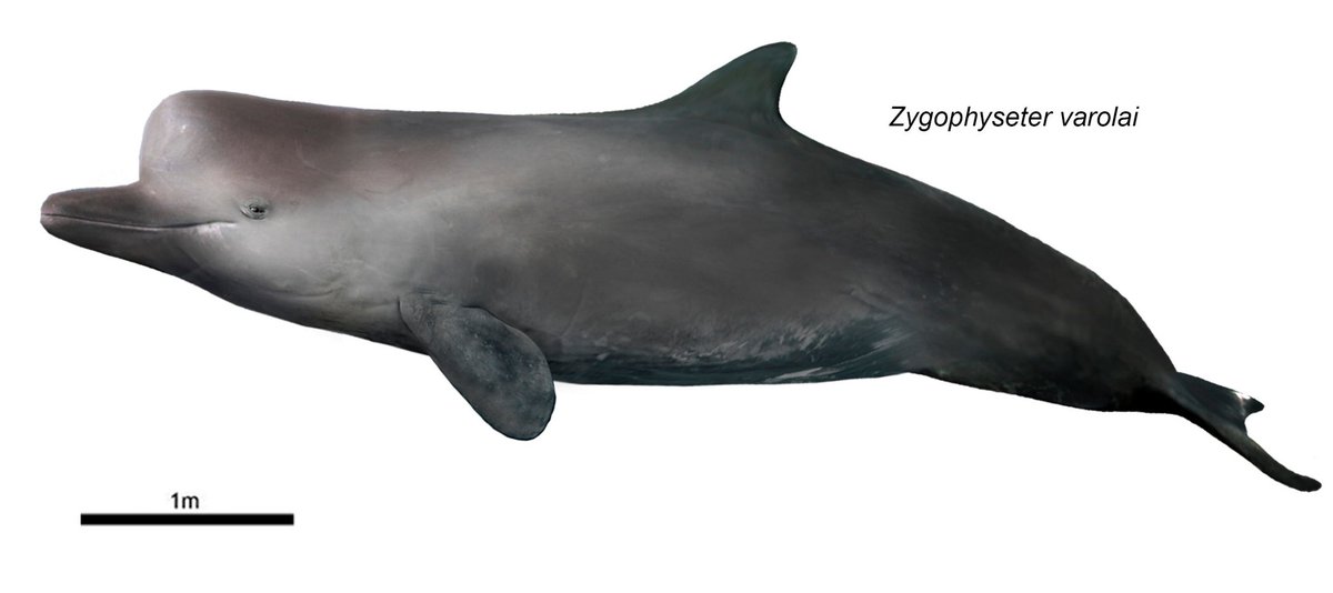 More #AncientWhaleWeek with another raptorial sperm whale! This time is Zygophyseter varolai.
#paleoart #zygophyseter #spermwhale #paleo #cetacean #whale #paleoillustration