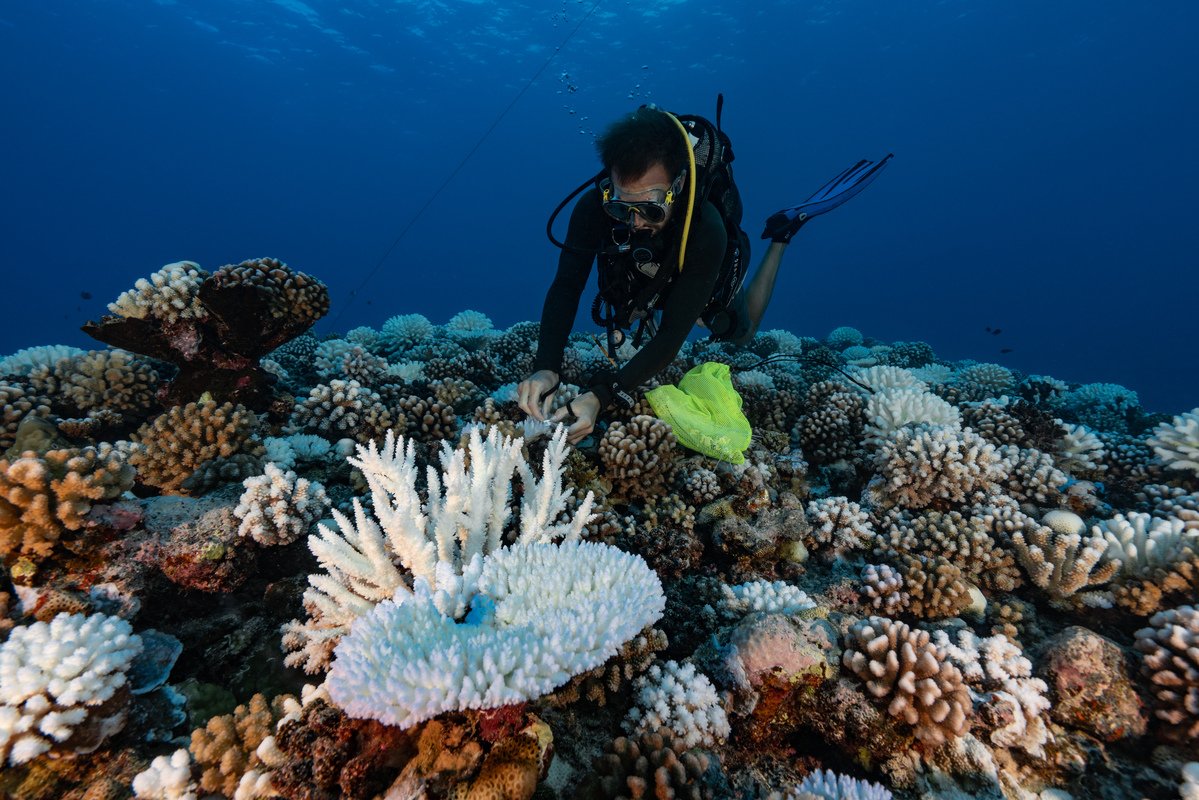 珊瑚正在白化。 到本世纪末，所有 #世界遗产 中的珊瑚礁都有可能消失！ 珊瑚礁对海洋生态有着重要意义，而人类是珊瑚礁唯一的巨大威胁。我们需要紧急行动！➡️unesco.org/zh/articles/ha… #保护海洋 #海洋十年