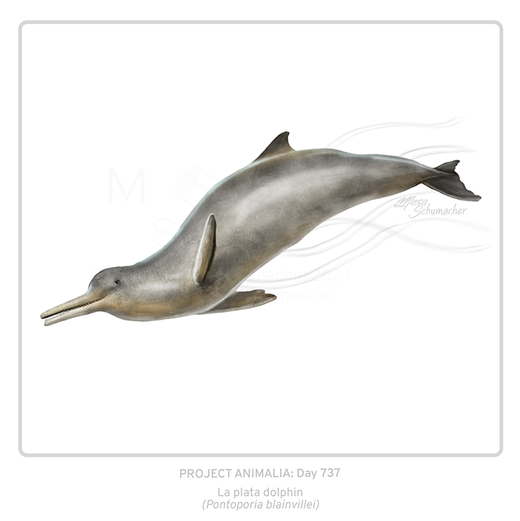 Project Animalia #737 
La plata dolphin (Pontoporia blainvillei)    

The only river dolphin that also lives in estuaries and ocean water.

 #sciart #bioart #wildlifeart #animalart #natureart #animallover #medart #dolphin #cetacean #marinemammal #dailyart #oceanart #biodiversity