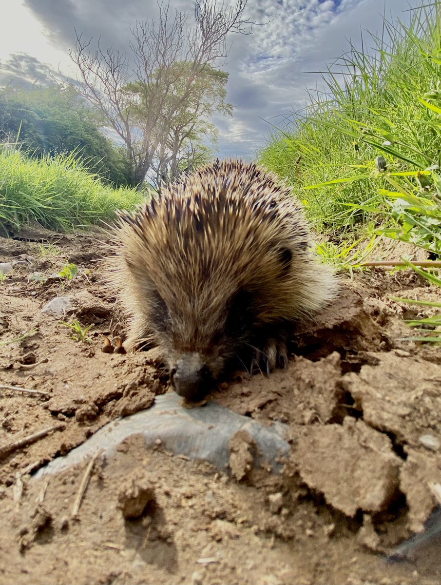 Almost tripped over this one on my run by Spott. Nice to see them alive &amp; not as roadkill <a href="/ELCrangers/">ELC Countryside Rangers</a> #EastLothian
