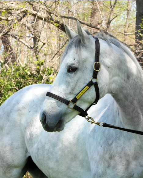 Horse Illustrated tweet media