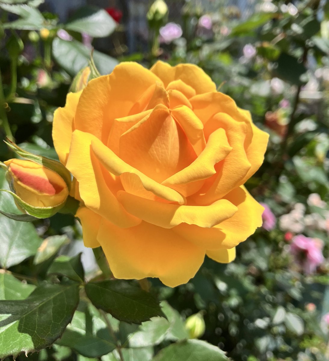 おはようございます。
あっという間に木曜日。
朝から輝きのある黄色い薔薇にエネルギーをもらいましょう。　上向きの蕾からまた花が咲きますね。

少し季節の針が巻き戻ったような寒い朝、
風引かないように気をつけていきたいと思います。

#キリトリノセカイ 
#TLを花で一杯にしよう