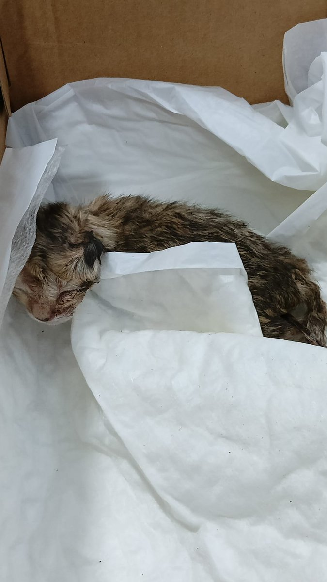 Dani_DA_Enel's tweet photo. ¡¡POR FAVOR, DIFUNDID!! Esta tarde mi hermana y yo nos hemos encontrado que una gata ha dado a luz en el arriate de nuestro patio en Mérida. Cuando lo hemos visto habían pasado varias horas y había un gatito muerto y otro con muy mal aspecto rodeado de moscas. https://t.co/LFRg8kFRgT