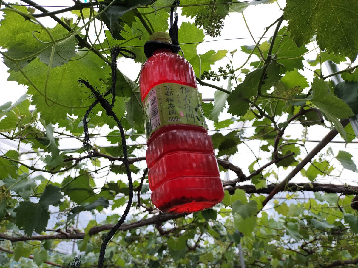 おはようございます。朝イチに電気柵のスイッチオフし収穫物確認、朝カツのジベレリン開始です💦……
外気温11℃ヒンヤリしてますので冬物の服。
今日もご安全に!😁