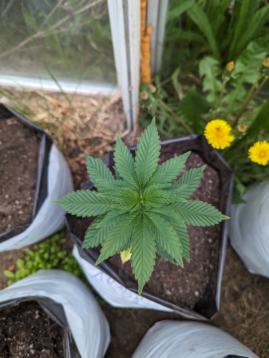 Afghan x Blackberry Kush 💚