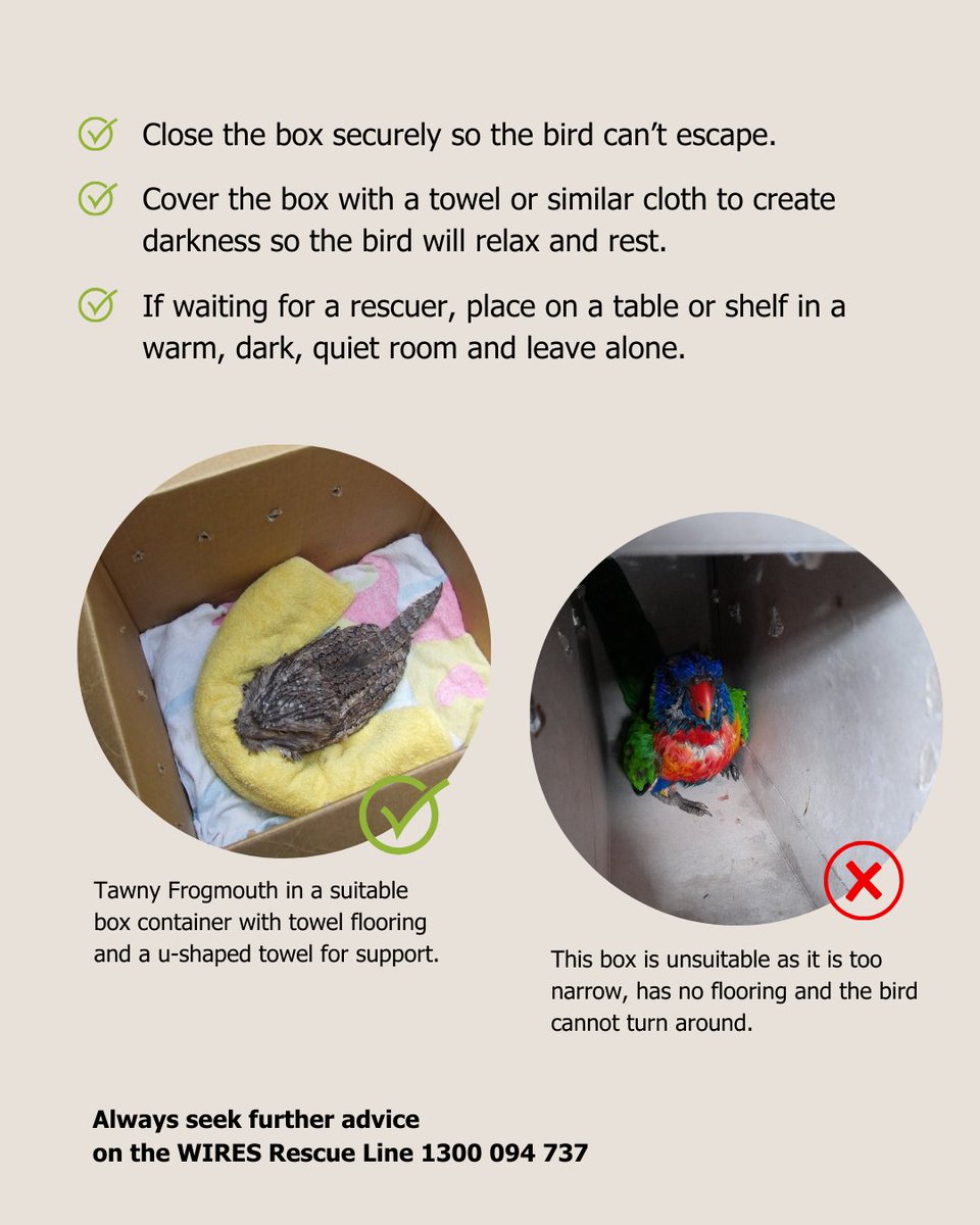 ⚠️ Do you know what to do if you find an injured bird? 

Here are our tips on how to safely contain an injured bird so you can get it to a vet for much needed care.

#WIRESWildlifeRescue