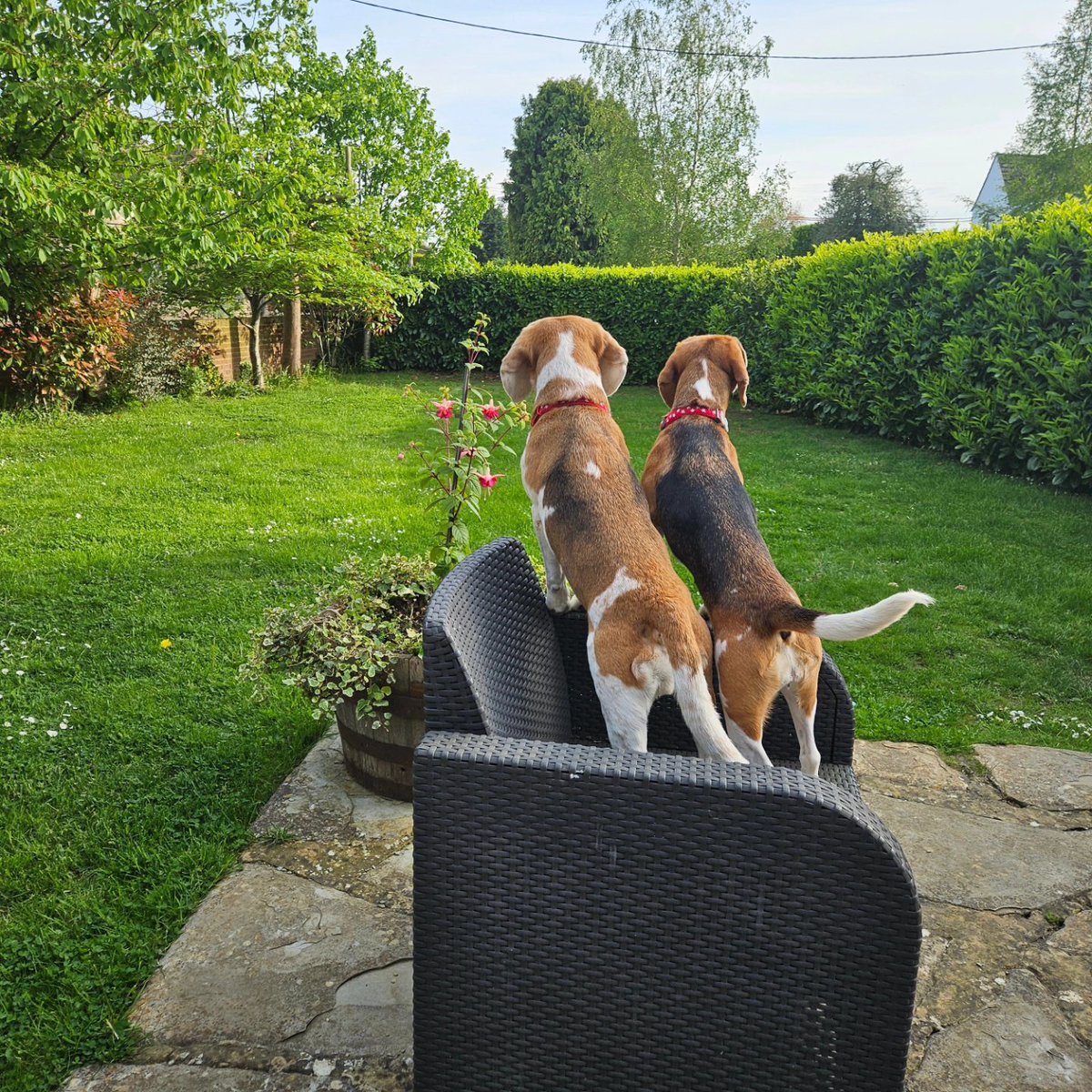 BreaTheBeagle's tweet photo. We been cute n' cuddly today. We been protecc Mum-mum with hugs and leans ❤️ https://t.co/5kf6yxbIzY