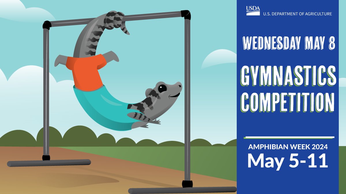 Whether you're a fan of frogs sticking landings or salamanders with tails held high, this is one gymnastics event you won't want to miss! bit.ly/3wsRtyU