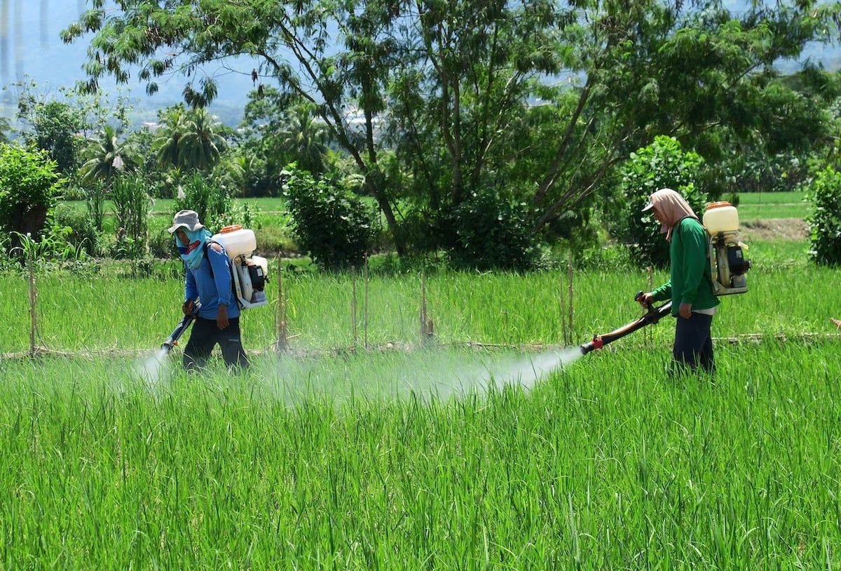 Syngenta selling 42 pesticides in Peru that are banned in Switzerland, where company is based. “When the heart of palm crop is sprayed with paraquat, our eyes burn and then we get dizziness and severe diarrhoea.''

#DirtyDozen

buff.ly/4dwuymY