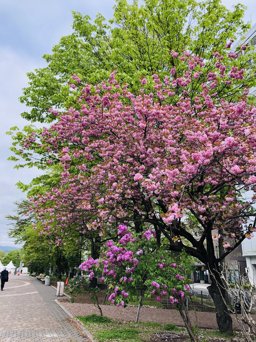 大通り公園は桜に続いてライラックも咲き始めました！
本日もリクエストプラザとCOCONO S ラジよろしくお願いいたします！
#stvradio
#リクエストプラザ
#エスラジ