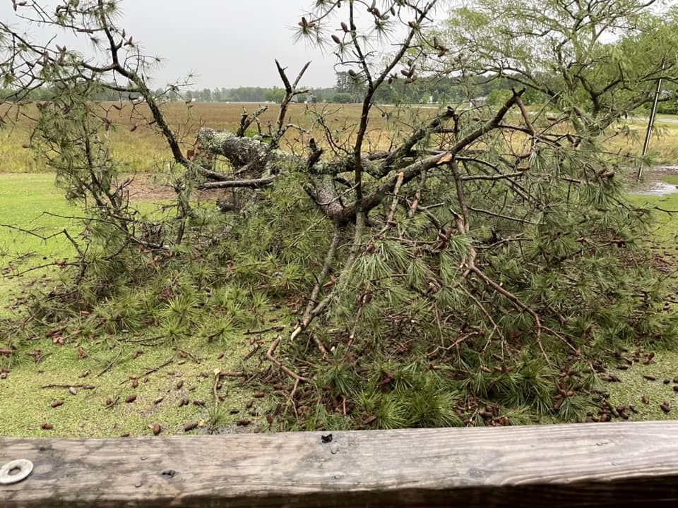Large pine tree snapped just before 5pm four miles south of Pembroke. Photo via Lance Bullard. #scwx #ncwx @NWSWilmingtonNC