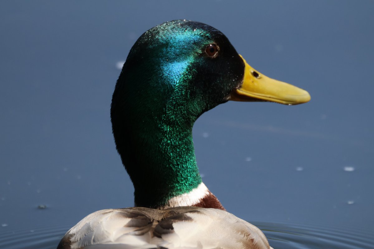 London Wetland Centre friends.
#mwlphoto #WWTLondon