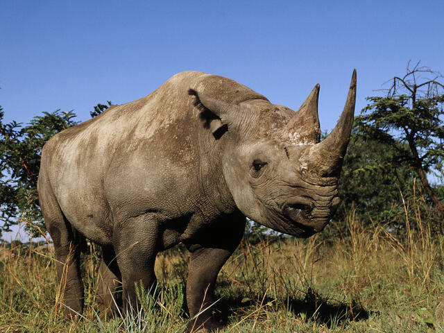Black rhinos are the only mammal with an exoskeleton. #animalfacts #nature #rhino #skeleton #black