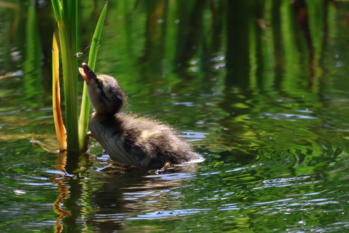 Duckling, London Wetland Centre. #mwlphoto #duckling #WWTLondon