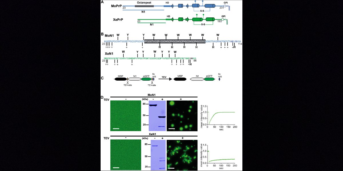 New in JBC press: 'Scientists' study reveals a novel role for the tryptophan residues in the octarepeat in controlling phase transition of PrP.'
Learn more:
jbc.org/article/S0021-…