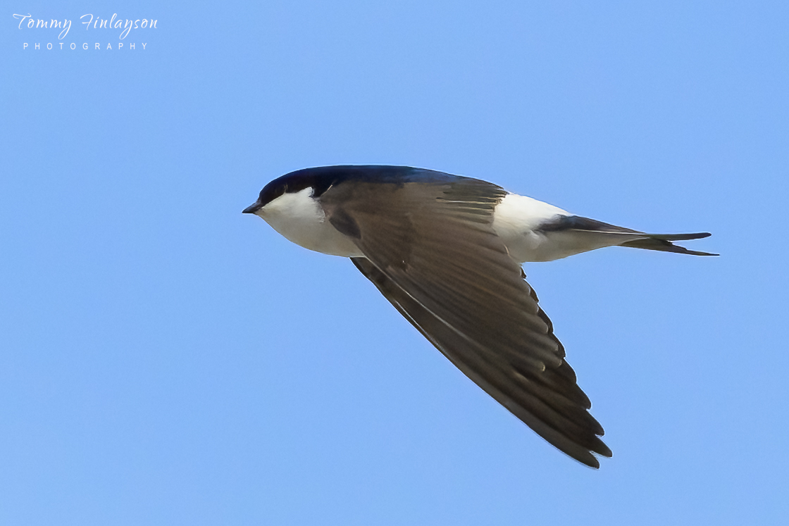 House Martin #Gibraltar #BirdsSeenIn2024 @gonhsgib @BTO @BirdingRasta @BirdGuides @Natures_Voice @Britnatureguide @BirdLifeEurope