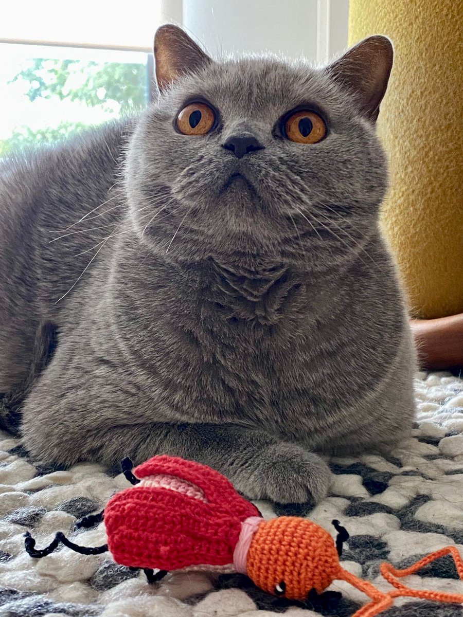 ideiazcommimo's tweet photo. Made with love 🧶 Handmade tested wand toy 🐞 #catstoys #crochet #amigurumi #CatsOfTwitter https://t.co/IyKlamj0UI