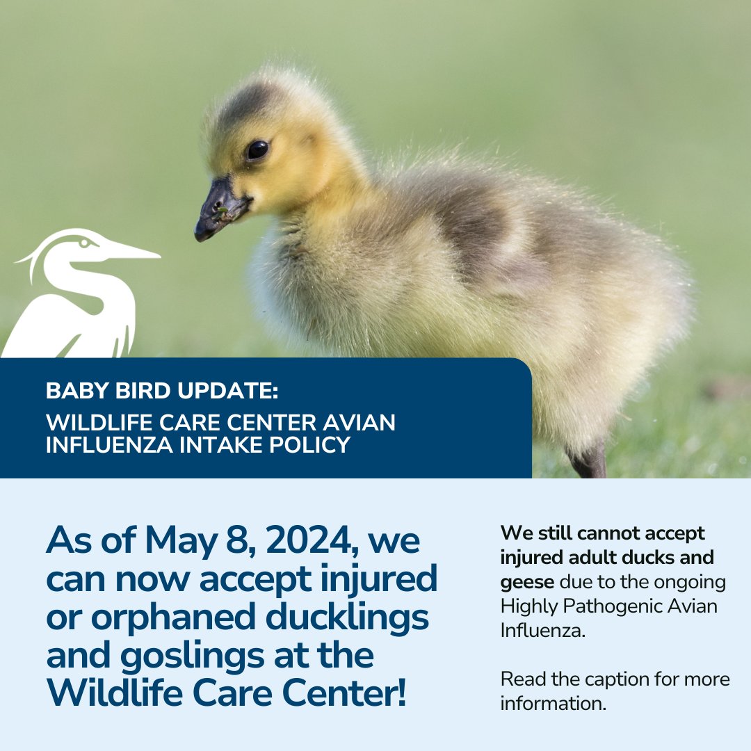 Baby bird update: As of May 8, 2024, we can now accept injured or orphaned ducklings and goslings at the Wildlife Care Center! Unfortunately, we still cannot accept injured adult ducks and geese due to the ongoing Highly Pathogenic Avian Influenza. (1/2)