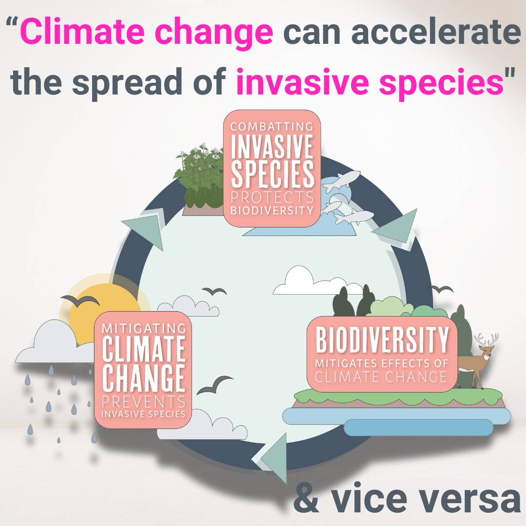 Together, invasive species + climate change reduce ecosystem resilience & negatively impact biodiversity. E.g. more frequent extreme weather events like droughts & floods stress native species & create opportunities for invasive sp. movement. More details: bit.ly/4bkJgvj