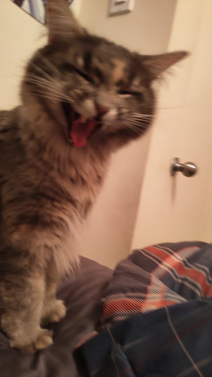 She scream #CatsOfTwitter