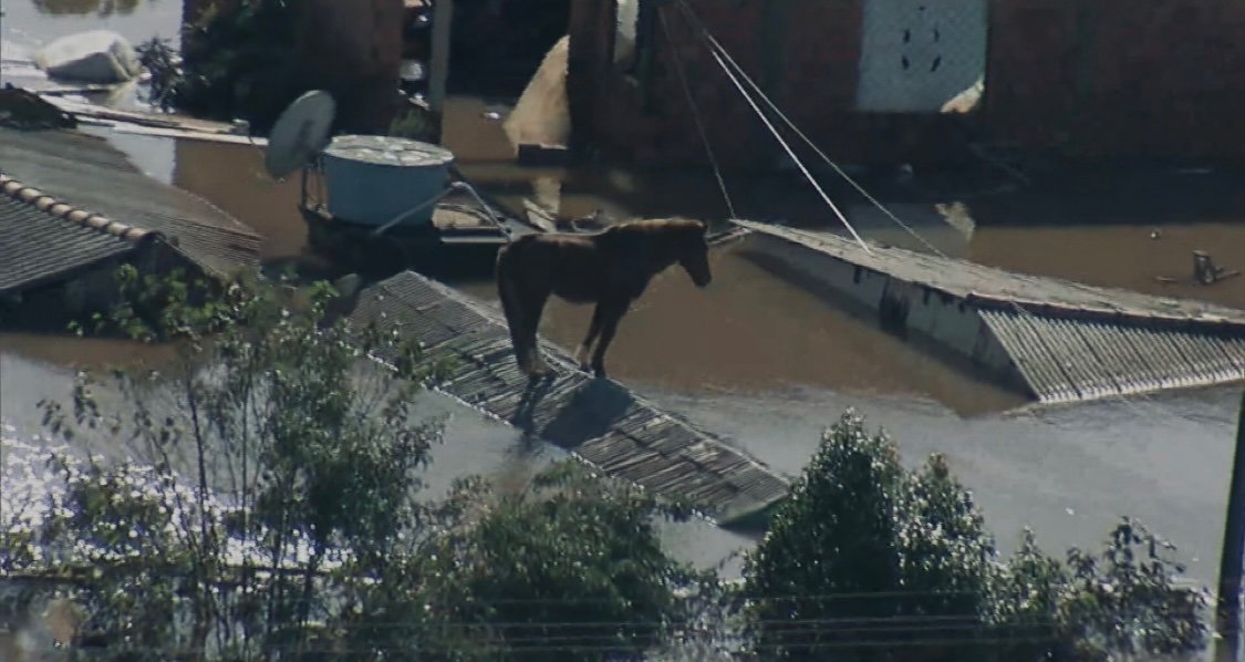 itimaliasof's tweet photo. 🚨 RESGATEM O CAVALO QUE SE ENCONTRA EM CANOAS POR FAVOR EU IMPLORO, ELE JÁ ESTA A 5 DIAS SEM COMER, NÃO SEI QUANTO TEMPO ELE AGUENTA MAIS 😭😭💔 https://t.co/tj9Y7ym3Yx