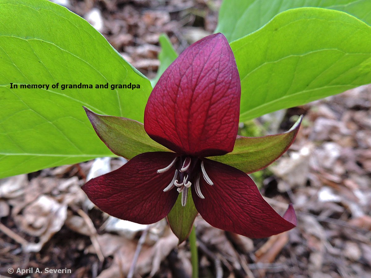 In memory of grandma (b May 8) and grandpa (d May 8)
#RedTrilium #wildflower #nature #photography  
@baxtercatshops @bigmarkp @dundastard @JakeRudh  
@Restaunique @Saskajanet