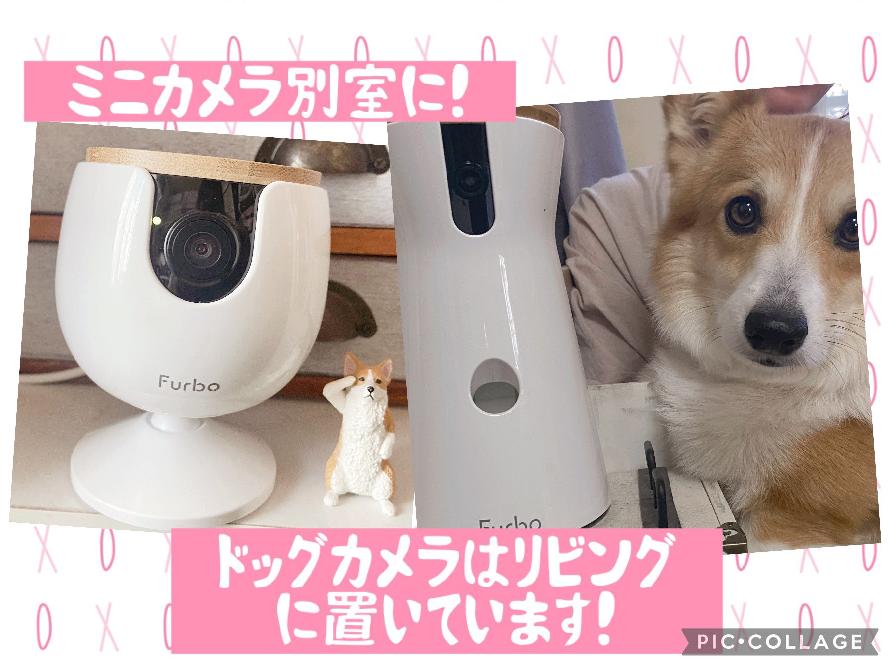 もちコーギー！せこむうりくま on X: 