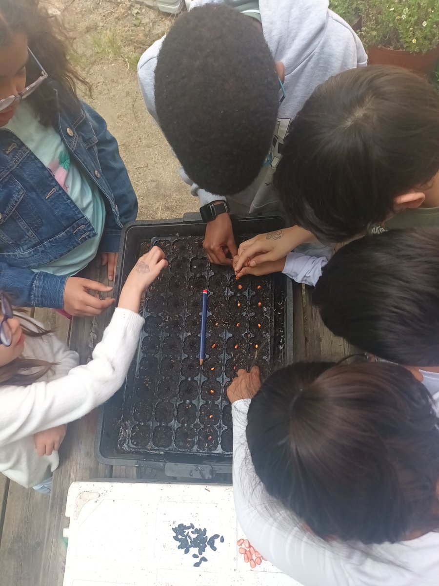 cplaconce's tweet photo. Esta vez ha tocado plantar  en los semilleros..Deseando ver como crecen la plantas nuevas.
#huertosescolares
#elhuertodelaconce https://t.co/bstGUfYzEB