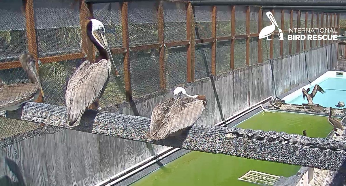 Take a peek at some of our Brown Pelican patients in care for starvation: PeliCam from our #SoCal wildlife center: birdrescue.org/birdcams/live-…