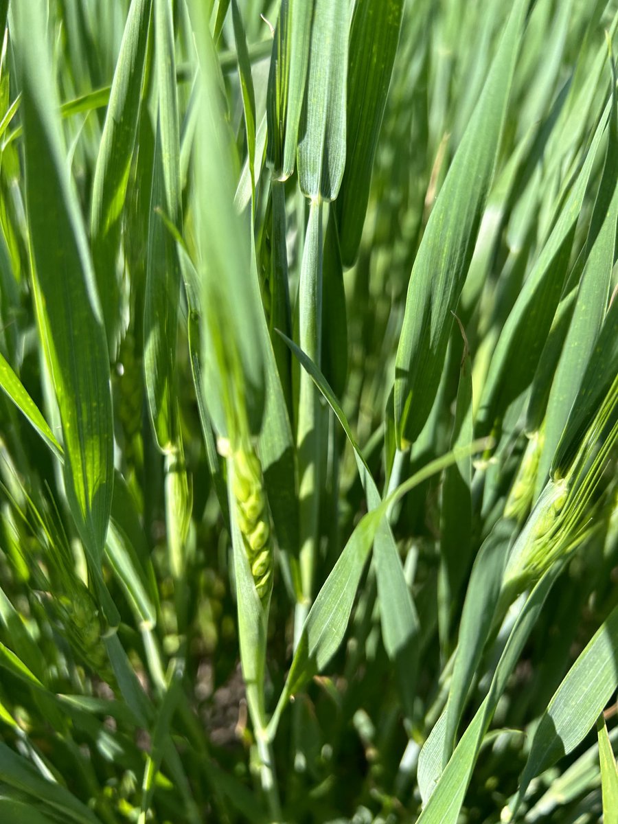 Won’t be long wheat will be in full head. #ontag #essexcounty