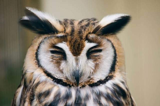 gn to all owl lovers